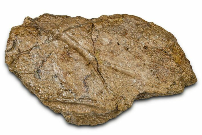 Dinosaur (Triceratops) Frill Shield Section - Wyoming #379892